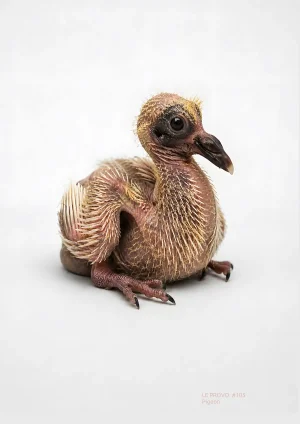 Pigeon – kunstplakat fra Le Provo