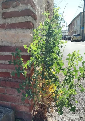 Corner – kunstplakat fra Le Provo